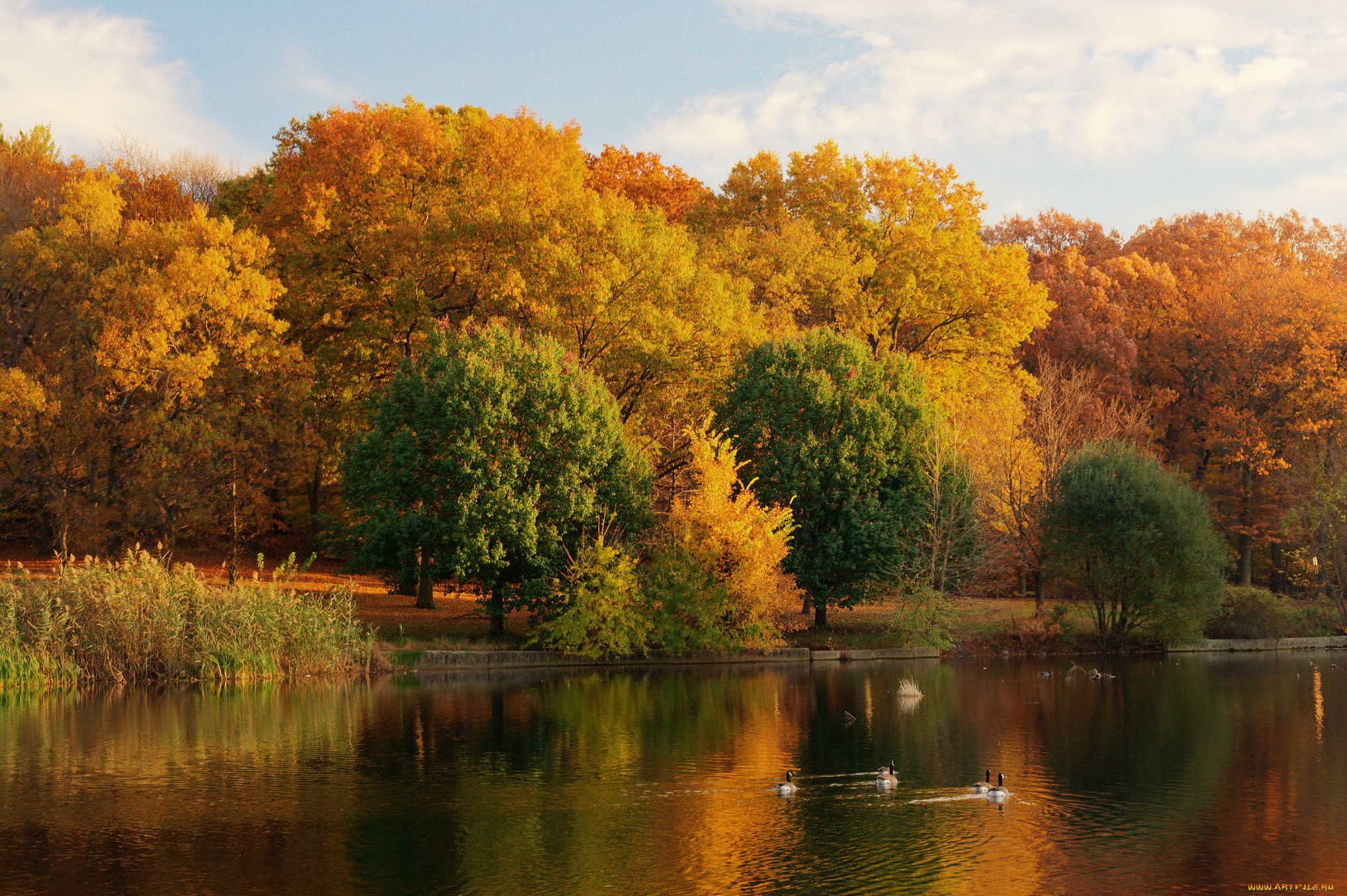 Осенний пейзаж. Золотая осень в Павловске. Осенняя природа. Природа осень.